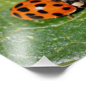 LadyBug On Leaf Close-up 8x10 Foto Afdruk (Hoek)