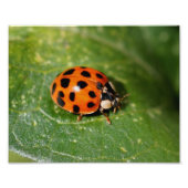 LadyBug On Leaf Close-up 8x10 Foto Afdruk (Voorkant)
