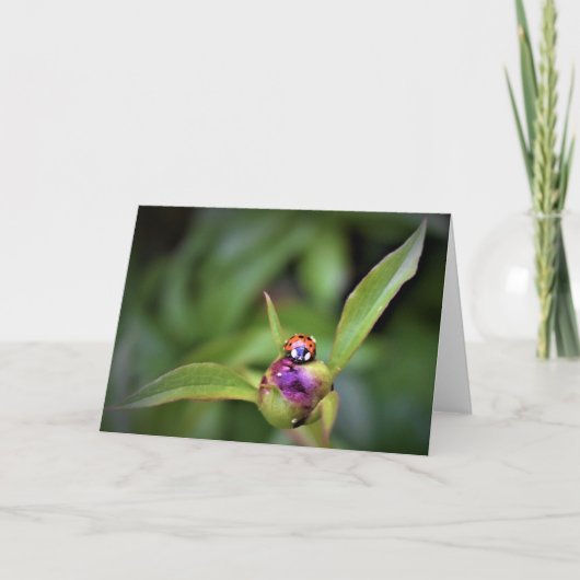 Ladybug On Peony, kaart (Voorkant)