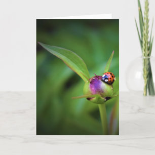 Ladybug On Peony, kaart