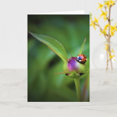 Ladybug On Peony, kaart (Gele Bloem)