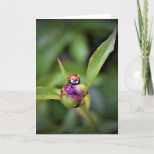 Ladybug On Peony, kaart