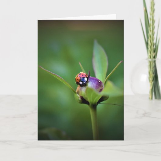 Ladybug On Peony, kaart (Voorkant)