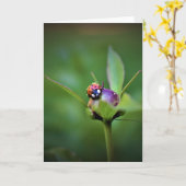 Ladybug On Peony, kaart (Gele Bloem)
