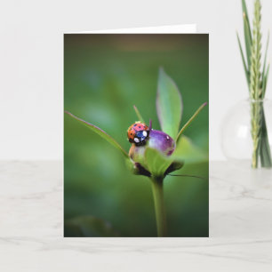 Ladybug On Peony, kaart
