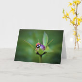 Ladybug On Peony, kaart (Gele Bloem)