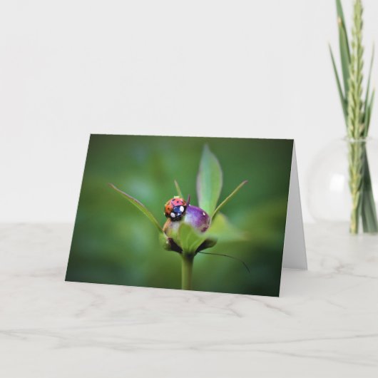 Ladybug On Peony, kaart (Voorkant)