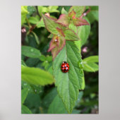 ladybug op blad poster (Voorkant)