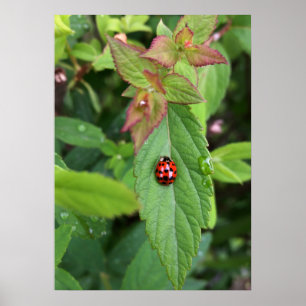 ladybug op blad poster