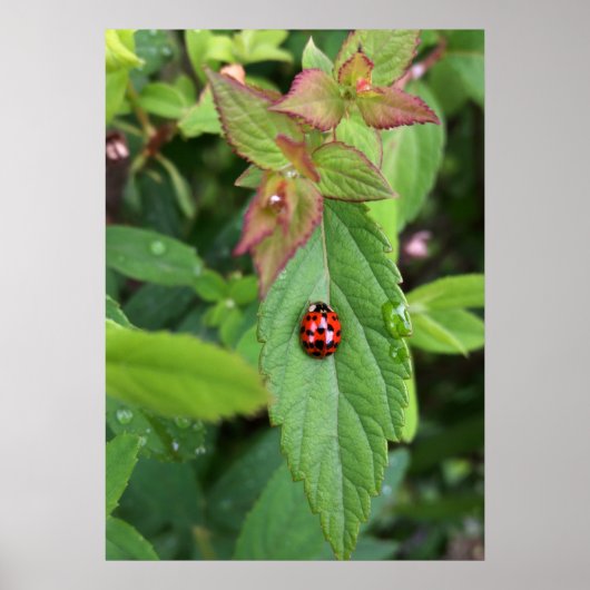 ladybug op blad poster (Voorkant)