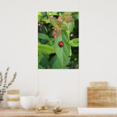 ladybug op blad poster (Keuken)