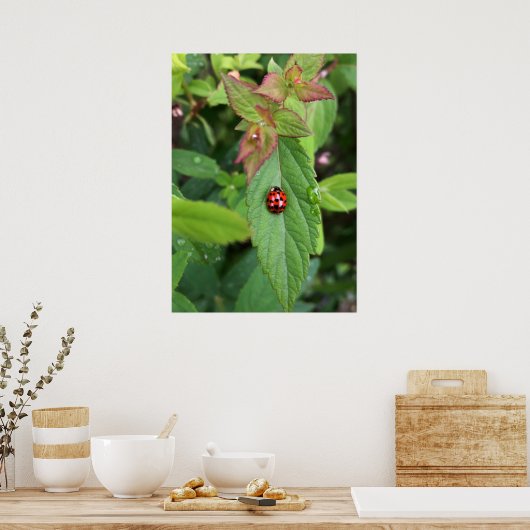 ladybug op blad poster (Keuken)