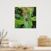 ladybug op blad poster (Keuken)