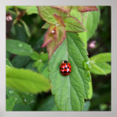 ladybug op blad poster (Voorkant)