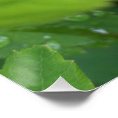 ladybug op blad poster (Hoek)