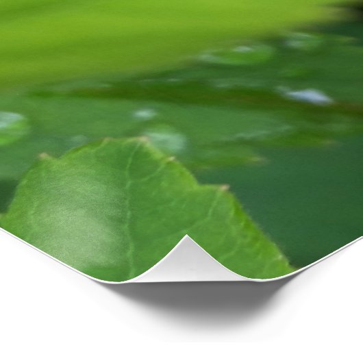 ladybug op blad poster (Hoek)