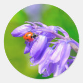 Ladybug op Bluebells Stickers (Voorkant)