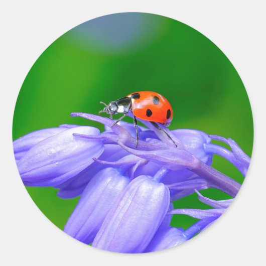 Ladybug op Bluebells Stickers (Voorkant)