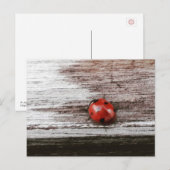 Ladybug op briefkaart van nat hout (Voorkant / Achterkant)