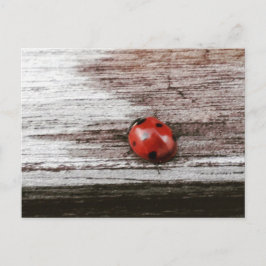 Ladybug op briefkaart van nat hout