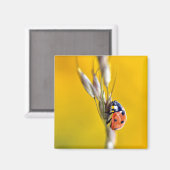 Ladybug op briefkaart-vierkant sticker T-Shirt Magneet (Voorkant / Achterkant)