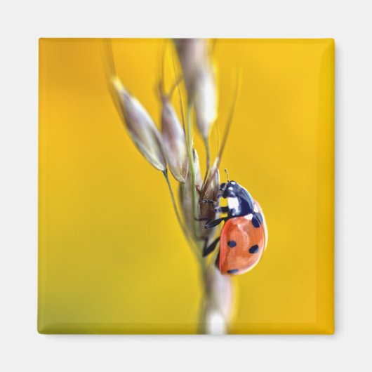 Ladybug op briefkaart-vierkant sticker T-Shirt Magneet (Voorkant)