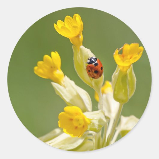 Ladybug op Cowslips-Stickers Ronde Sticker (Voorkant)