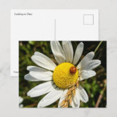 Ladybug op Daisy Briefkaart (Voorkant / Achterkant)