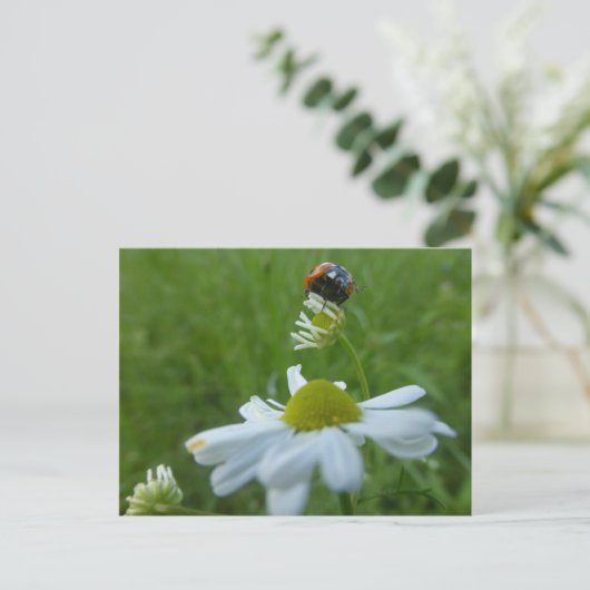 Ladybug op Daisy Flower DIY Briefkaart (Staand voorkant)