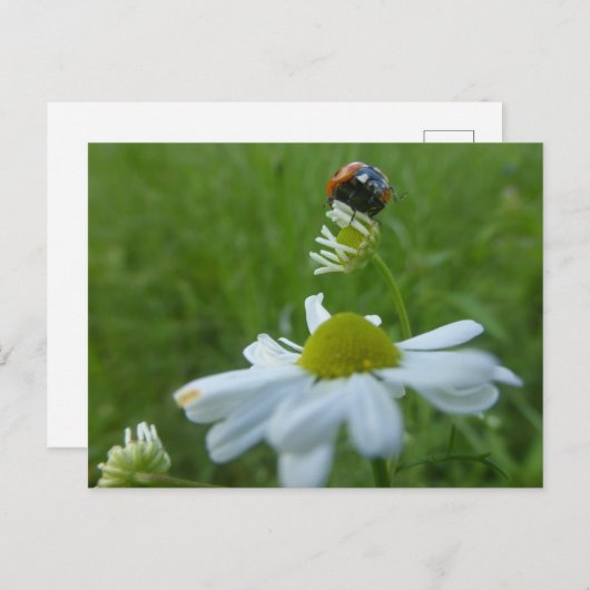 Ladybug op Daisy Flower DIY Briefkaart (Voorkant / Achterkant)