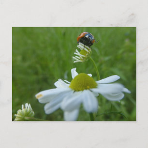 Ladybug op Daisy Flower DIY Briefkaart