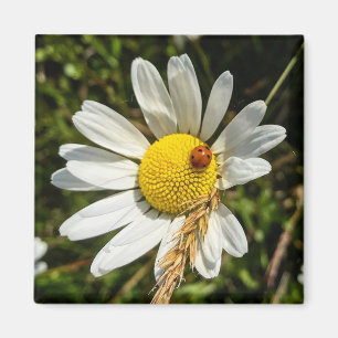 Ladybug op Daisy Magneet