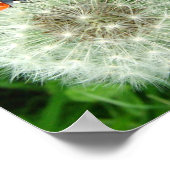 Ladybug op dandelion poster (Hoek)