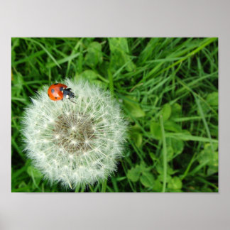 Ladybug op dandelion poster