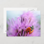 Ladybug op de paarse bloemkaart briefkaart (Voorkant / Achterkant)