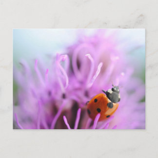 Ladybug op de paarse bloemkaart briefkaart