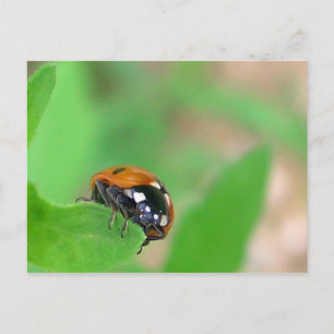 Ladybug op de rand briefkaart