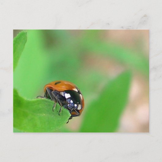 Ladybug op de rand briefkaart (Voorkant)