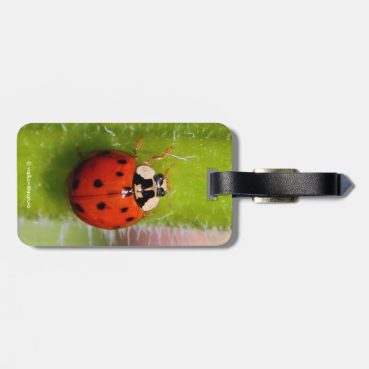 Ladybug op de Sunflower Stalk Bagagelabel (Achterkant horizontaal)