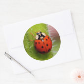 Ladybug op de Sunflower Stalk Ronde Sticker (Envelop)