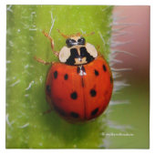 Ladybug op de Sunflower Stalk Tegeltje (Voorkant)