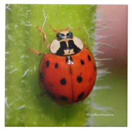Ladybug op de Sunflower Stalk Tegeltje