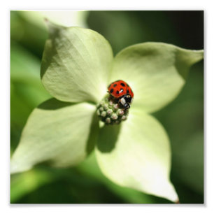 Ladybug op Dogwood Flower 10x8 Natuur Foto Afdruk