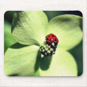 Ladybug op Dogwood Flower Muismat