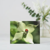 Ladybug op Dogwood Flower Natuur Briefkaart (Staand voorkant)