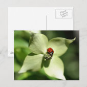 Ladybug op Dogwood Flower Natuur Briefkaart (Voorkant / Achterkant)