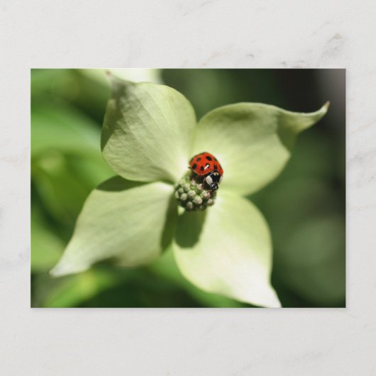 Ladybug op Dogwood Flower Natuur Briefkaart (Voorkant)