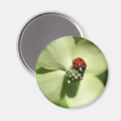 Ladybug op Dogwood Flower Natuur Magnet (Voorkant / Achterkant)