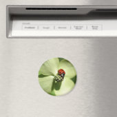 Ladybug op Dogwood Flower Natuur Magnet (Insitu (Vaatwasser))