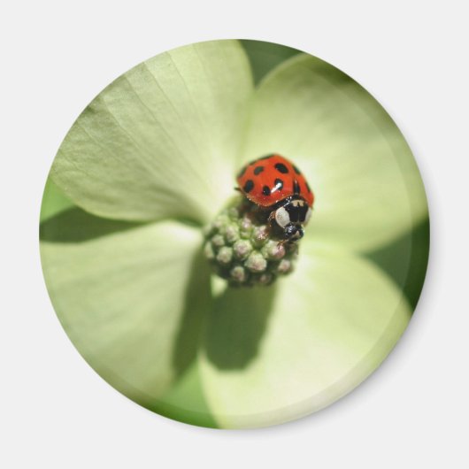 Ladybug op Dogwood Flower Natuur Magnet (Voorkant)